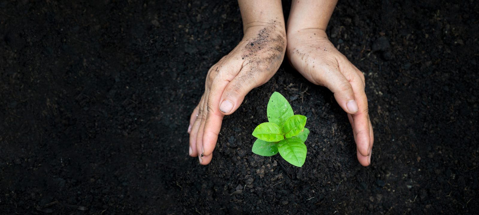 Hands planting a tree