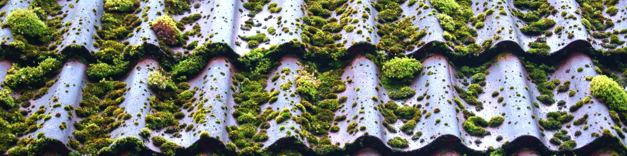 Roof With Moss On top